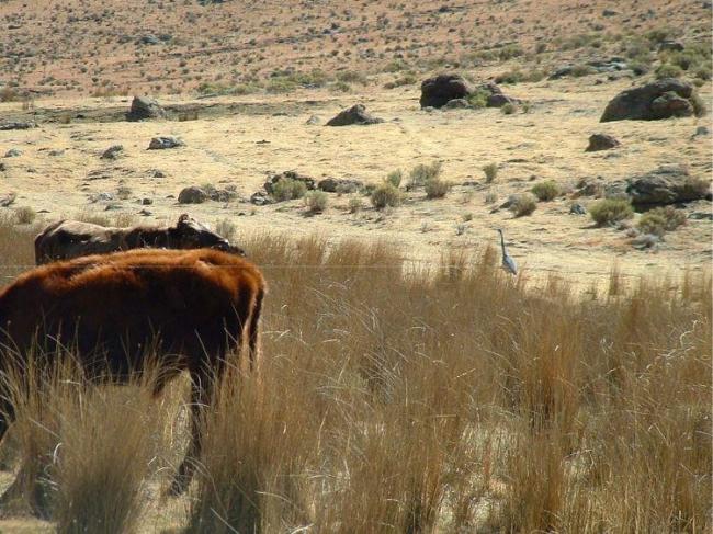 Lets'neg-la-Letsie: cattle & grey heron