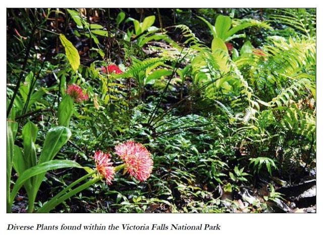 Plant species