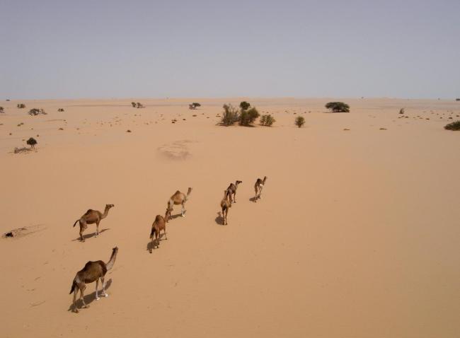 Dromadaire 