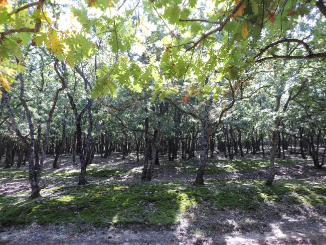 Ropotamo Complex, Forest