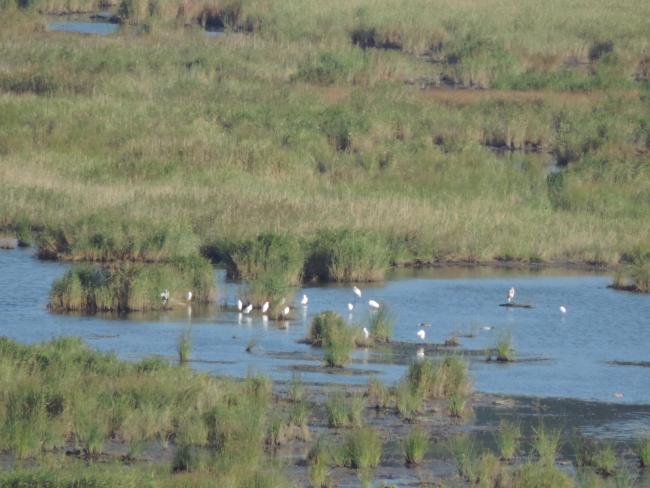 Waterfowl in Ropotamo Complex. The photo was taken during a field study part of the preparation of the Ropotamo Reserve Management Plan.