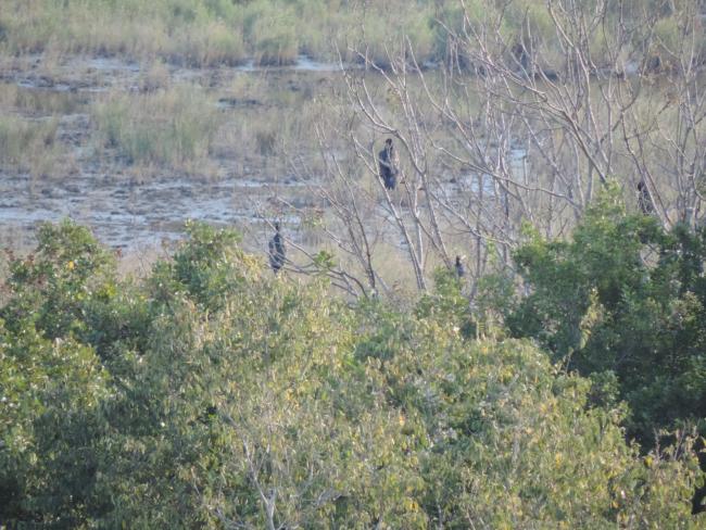Cormorants. The photo was taken during a field study part of the preparation of the Ropotamo Reserve Management Plan.