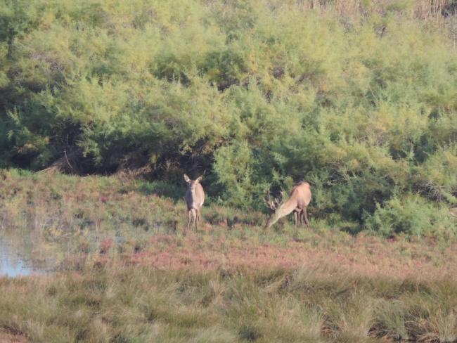 The photo was taken during a field study part of the preparation of the Ropotamo Reserve Management Plan.