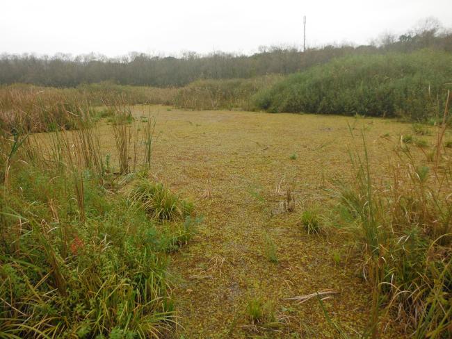 Marsh.
The photo was taken during a field study part of the preparation of the Ropotamo Reserve Management Plan.