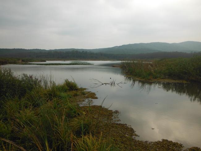 Ropotamo River.
The photo was taken during a field study part of the preparation of the Ropotamo Reserve Management Plan.