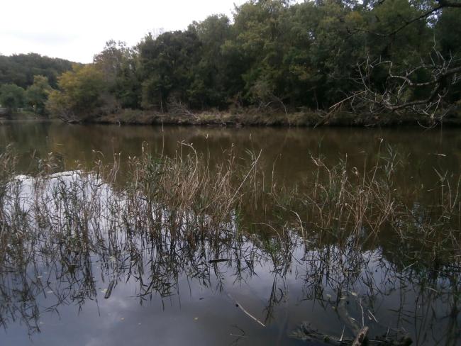 Ropotamo River.
The photo was taken during a field study part of the preparation of the Ropotamo Reserve Management Plan.