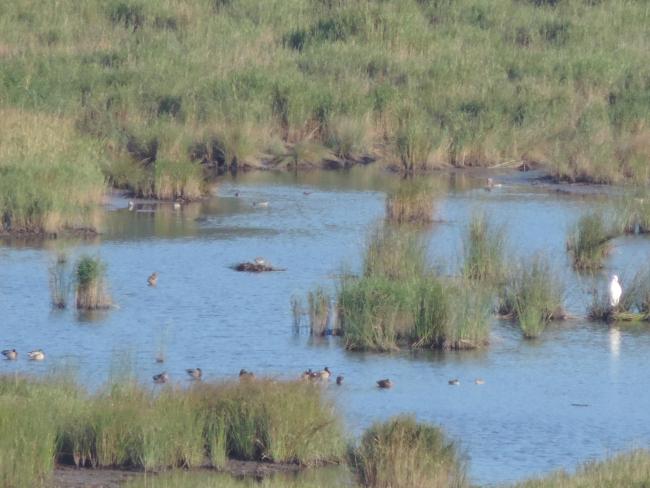 Waterfowl in Ropotamo Complex. The photo was taken during a field study part of the preparation of the Ropotamo Reserve Management Plan.