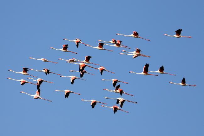A flock of Greater Flamingo flying around the Kazhuveli Bird Sanctuary