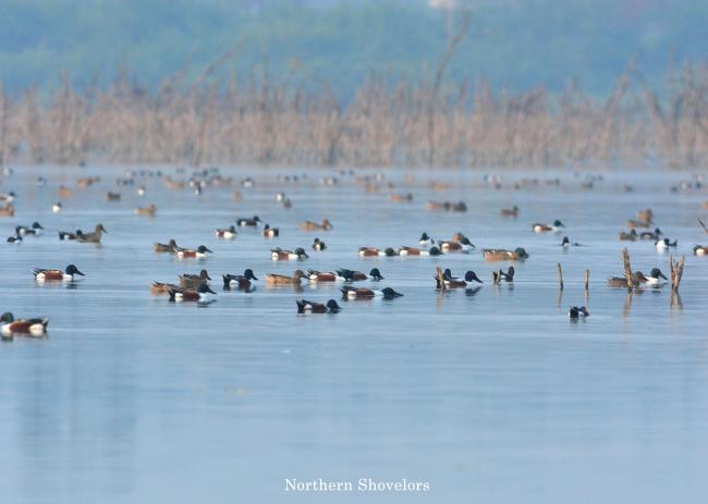 Flock of Northern shoveler resting in Nanjarayan Bird Sanctuary