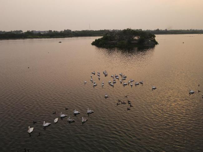 Flock of Spot-billed Pelican and Cormorant foraging in Nanjarayan Bird Sanctuary