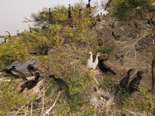 Oriental Darter nesting in the Heronry of Nanjarayan Bird Sanctuary