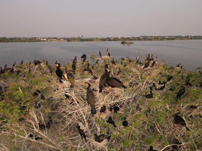 mage of Heronry in Nanjarayan Bird Sanctuary