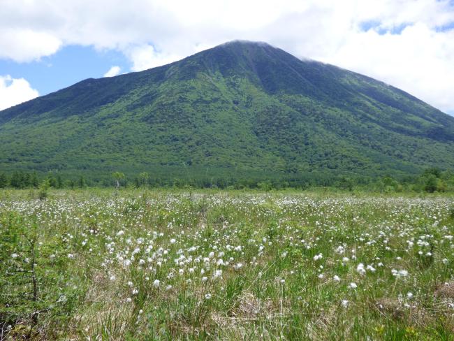 Eriophorum vaginatum in Senjogahara