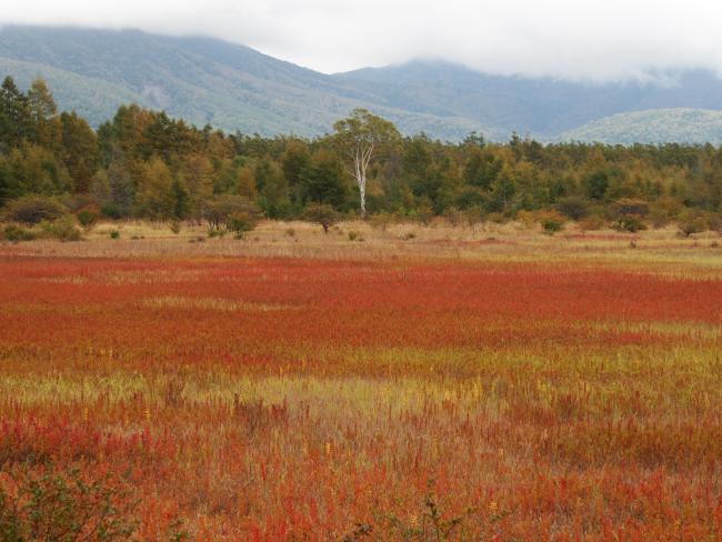 Autumn foliage in Odashirogahara