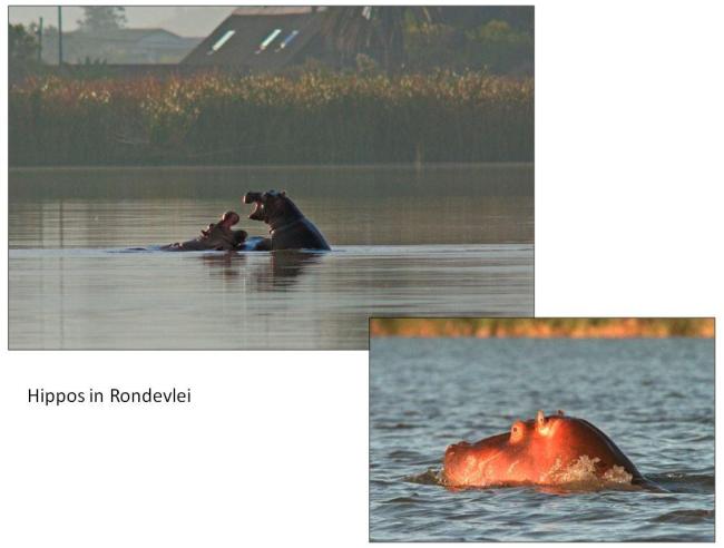 Hippos in Rondevlei
