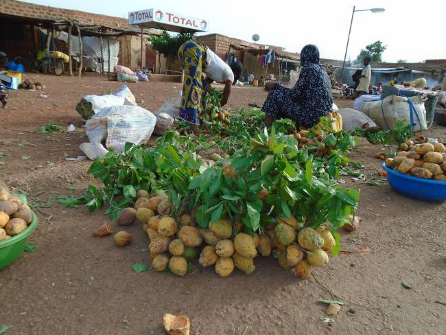 Photo 12: Aperçu des potentialités du site en Produits forestiers non ligneux (PFNL) précisément le fruit de Saba senegalensis dans la commune de Tchériba 