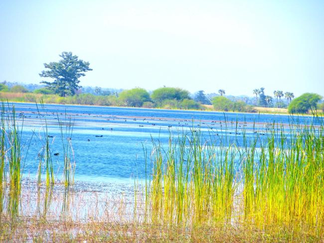 Southern part of the Lake. Stands of reed mace and tall grasses with few waterbirds are visible. 