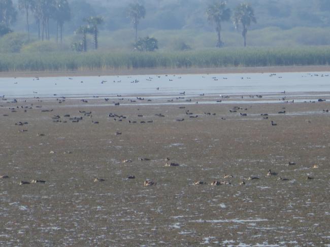 Northeast part of the lake. Open water, green algae and diving duck species are visible.