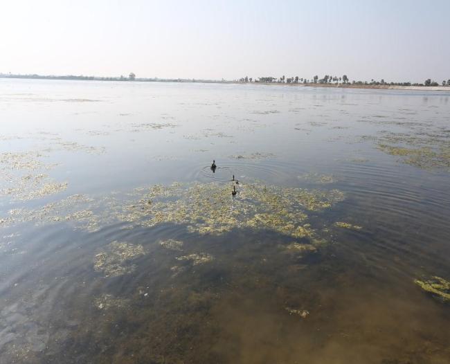 waterbird habitat in Pyu Lake