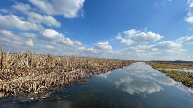 Photograph of the wetland channel.