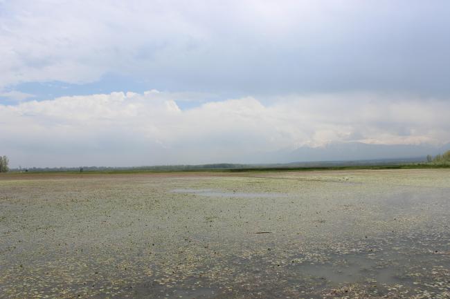 Photograph of the flood basin.