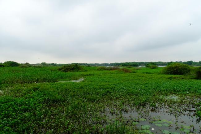 The wetland.