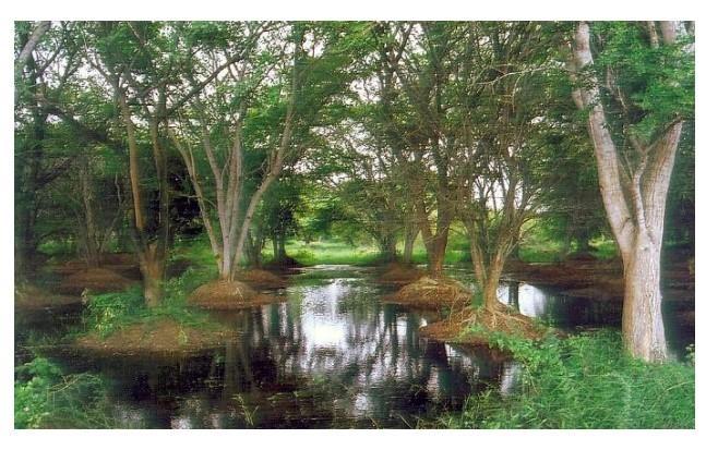 Panoramic view of the bird sanctuary