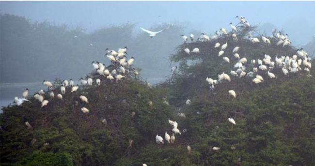 Black headed Ibis nest