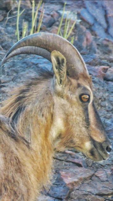 Male Arabitragus jayakari 