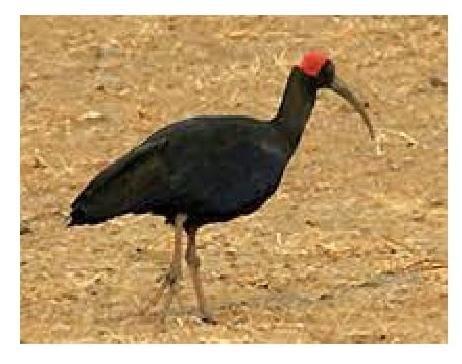 Black Ibis