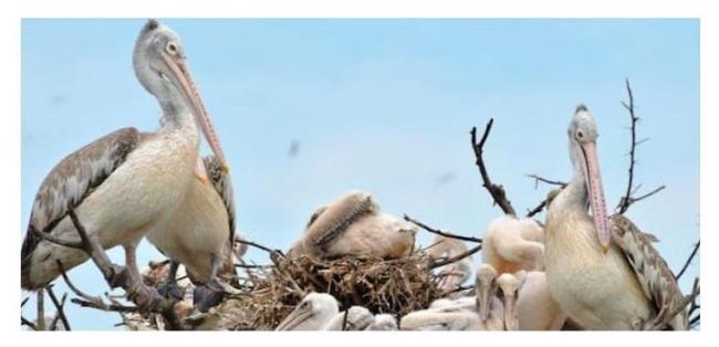 Spot-billed pelican nesting site