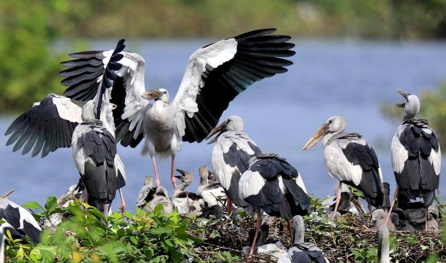 Foraging ground in Vedanthangal