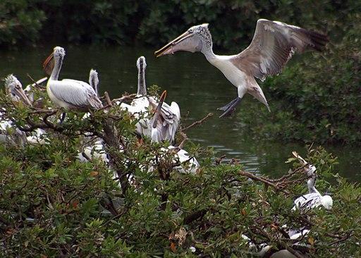 Spot billed pelican