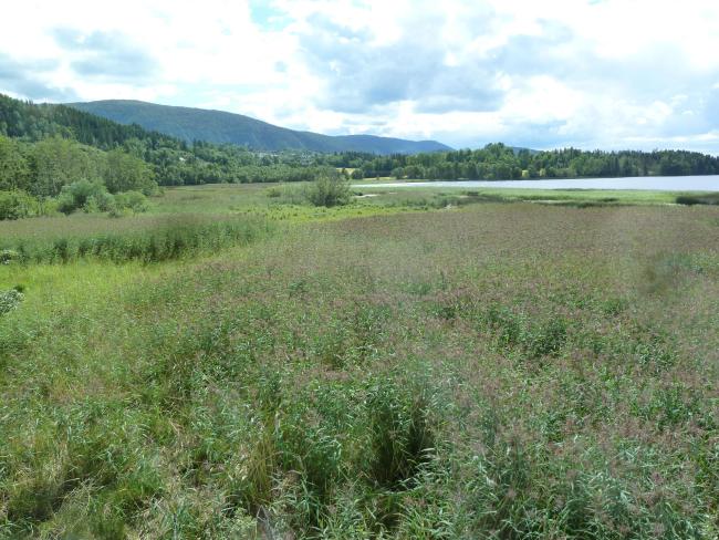 Hammervatnet prior to restoration.