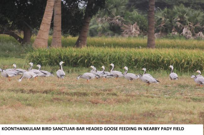 Koonthankulam: Bar headed geese feeding in the nearby paddy field