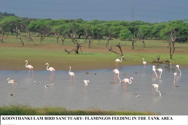 Koonthankulam: Flamingos feeding in the Tank area