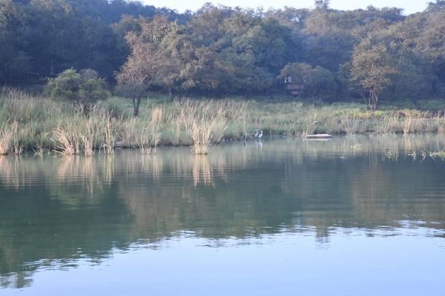 Asian openbill in Northern site of wetland