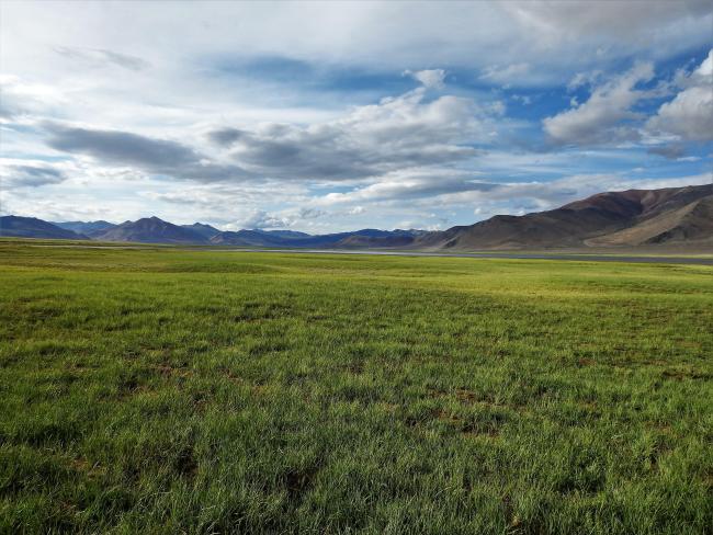 Pasturelands in the Tso Kar basin, during the short summer season.