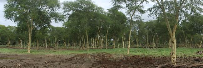 fever tree forest at Gwalala