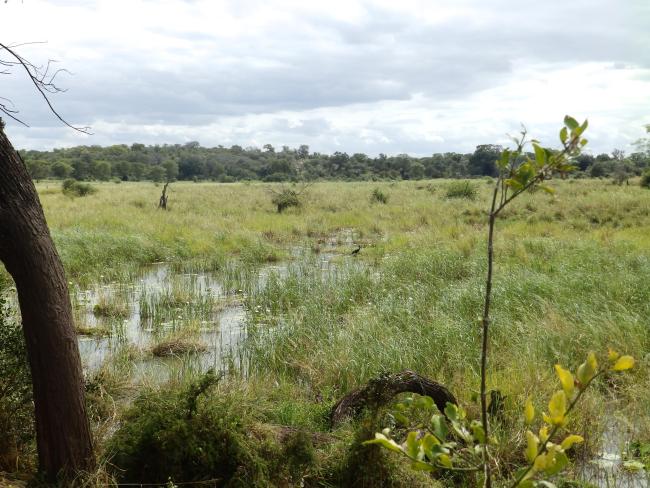 Nghila Pan