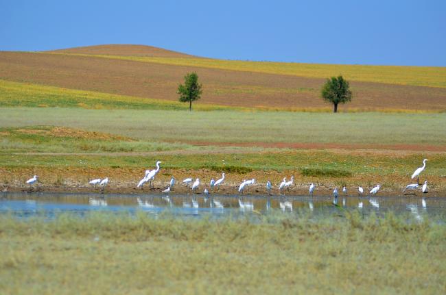 Sasyk Lake