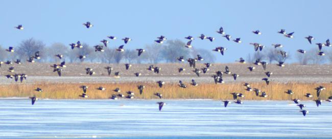 Birds in the estuaries