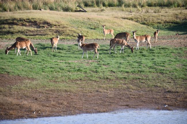 Spotted dear in Tawa Reservoir, Satpura Tiger Reserve