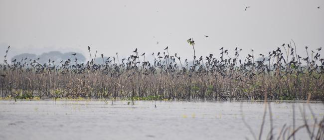 Barn Swallows perching on the dried emergent rooted vegetation in Udhwa lake Bird Sanctuary