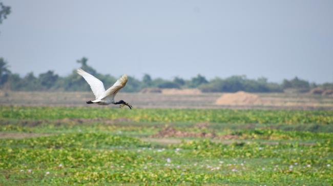 Black headed Ibis with its prey (Frog species) in Udhwa Lake Bird Sanctuary