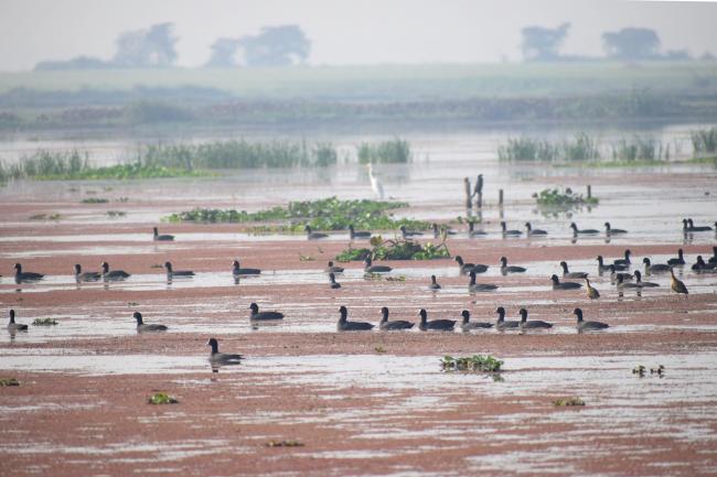 Avian diversity of Udhwa Lake Bird Sanctuary