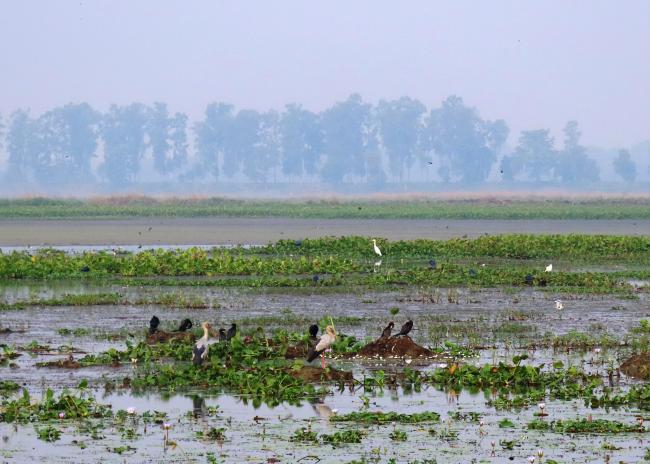 Landscape of Udhwa Lake Bird Sanctuary