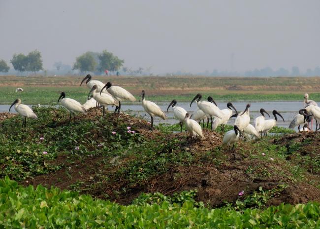 Flock of Black Headed Ibis in Udhwa Lake Bird Sanctuary