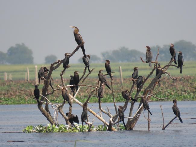 Darter & Cormorants perching on a vantage point in Udhwa Lake Bird Sanctuary