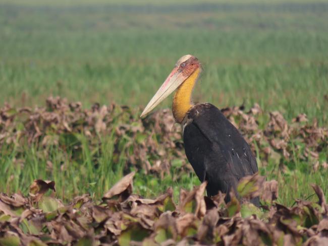 Lesser Adjutant Stork in Udhwa Lake Bird Sanctuary
